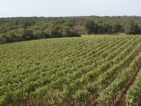 Vigneto / vineyard