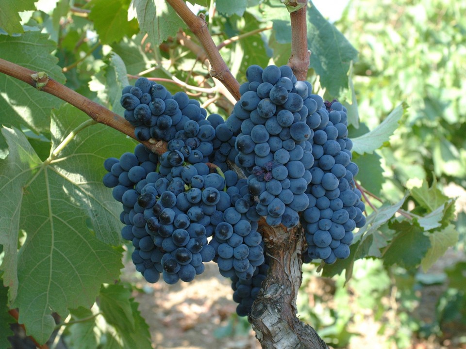 Uva /grapes